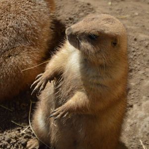 Cynomys ludovicianus