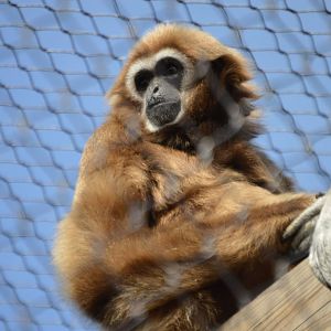 Hylobates lar