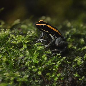 Phyllobates vittatus