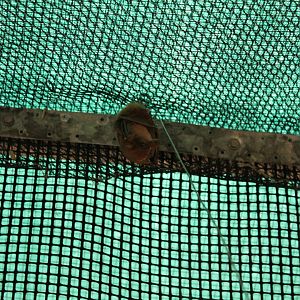 Common Blossom Bat (Syconycteris australis)