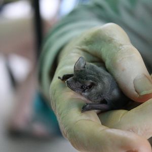 Eastern Free-tailed Bat (Mormopterus ridei)