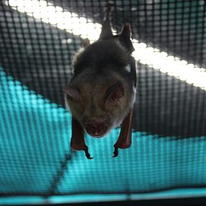 Diadem Leaf-nosed Bat (Hipposideros diadema)
