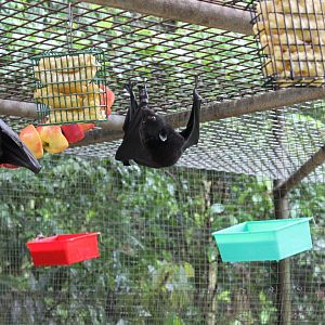 Flying-fox enclosure