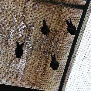 Flying-fox enclosure