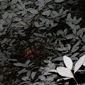 Coppery Brushtail Possum (Trichosurus johnstonii)
