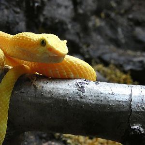 Eyelash Viper