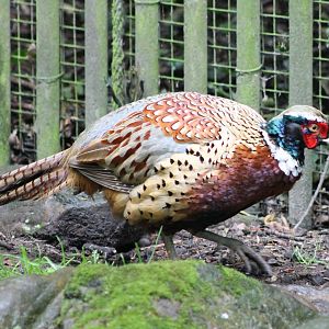 Common pheasant