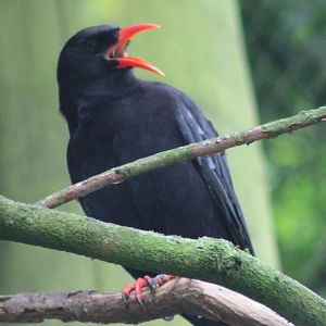 Chough