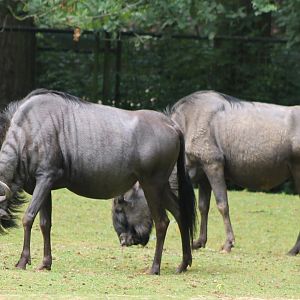 Blue wildebeests