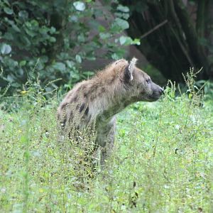 spotted hyena