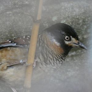 Spotted Laughingthrush