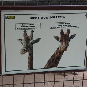 Giraffe ID signage
