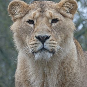 Asiatic Lion