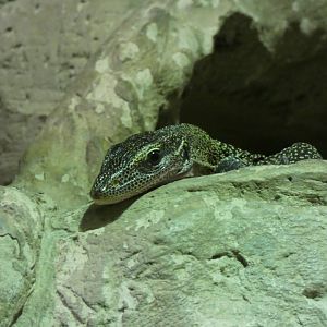 Peach-throated Monitor Lizard