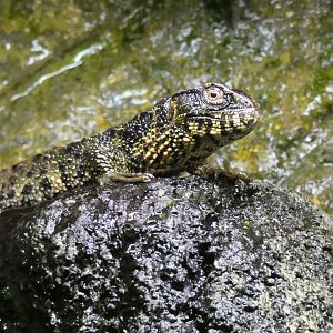 Chinese Crocodile Lizard