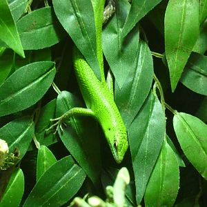 Emerald Tree Skink