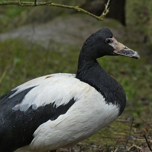 Magpie Goose