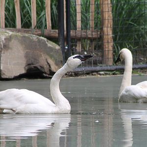 Trumpeter swans