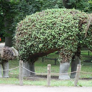 "Full-grown" and "half-grown" elephants ;)