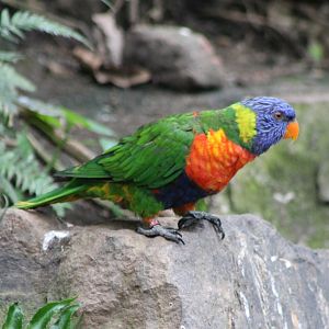 Rainbow lorikeet