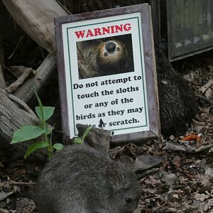 Long-nosed Potoroo in Tropical House