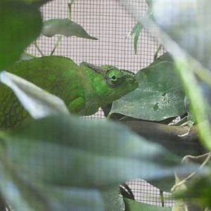 Cameroon Sailfin Chameleon