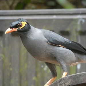 Bank Myna