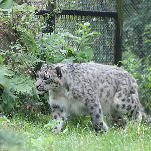 "snowleopard"