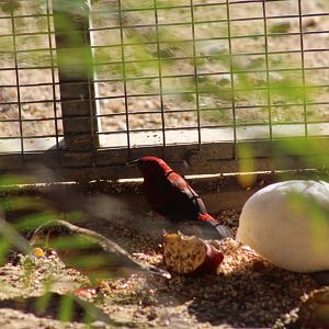 Red-Headed Bluebill or Crimson Seedcracker?