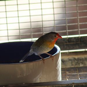 Green-Winged Pytilia