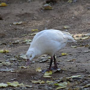 White Egyptian Goose