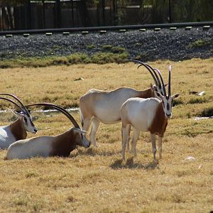 Scimitar-Horned Oryx