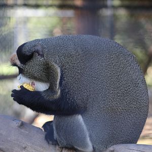 De Brazza's Monkey