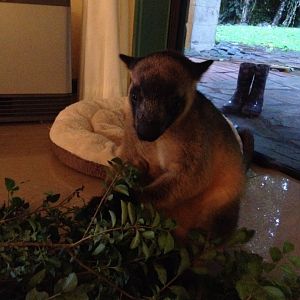 Lumholtz's Tree-kangaroo (Dendrolagus lumholtzi)