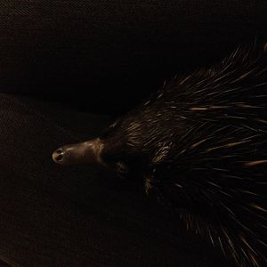 Short-beaked Echidna (Tachyglossus aculeatus)