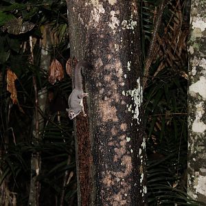 Sugar Glider (Petaurus breviceps)