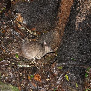 Long-nosed Bandicoot (Perameles nasuta)