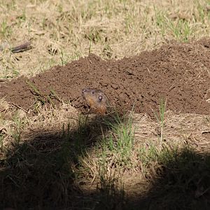 Botta's Pocket Gopher