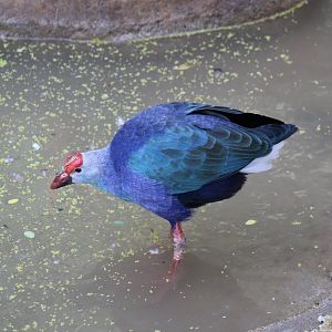 Grey-Headed Swamphen