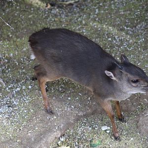 Cape Blue Duiker