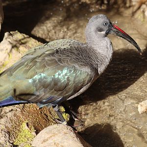 Hadada Ibis