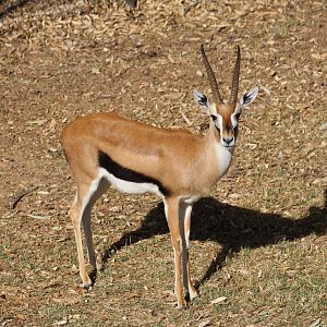 Thomson's Gazelle