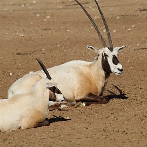 Arabian Oryx