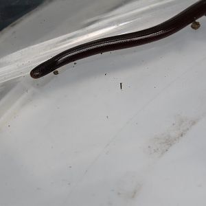 Flowerpot Blind-snake (Indotyphlops braminus)