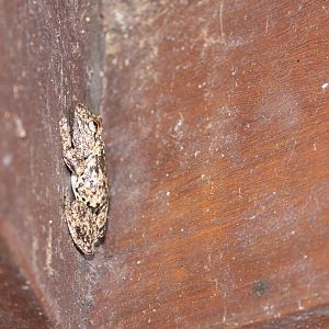 Northern Laughing Treefrog (Litoria rothii)