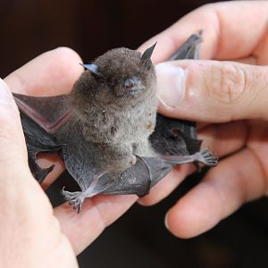 Large-footed Myotis (Myotis macropus)