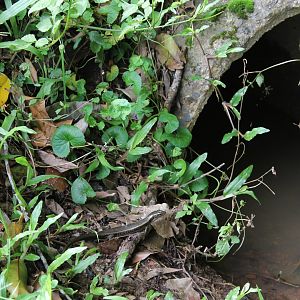 Rainbow Skink (Lampropholis delicata)