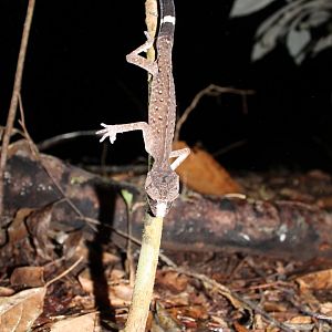 Chameleon Gecko (Carphodactylus laevis)