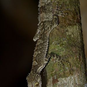 Northern Leaf-tailed Gecko (Saltuarius cornutus)
