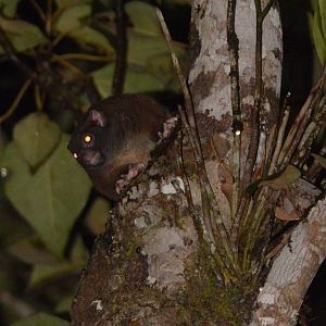 Lemuroid Ringtail Possum (Hemibelideus lemuroides)